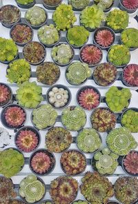 Directly above shot of succulent plants growing at plant nursery