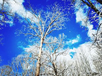 Low angle view of bare trees against blue sky