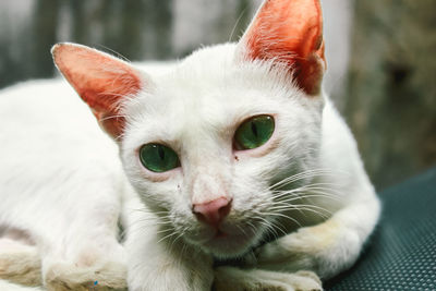 Close-up portrait of white cat