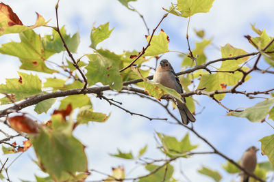 Low angle view of bird perching on tree