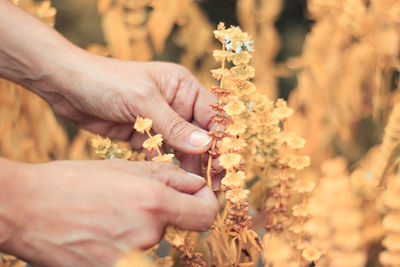 Close-up of hands holding plant