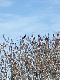 Low angle view of plants against sky