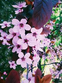 Close-up of pink flowers