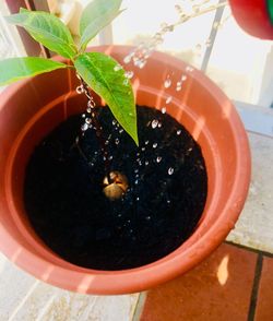 High angle view of potted plant in pot