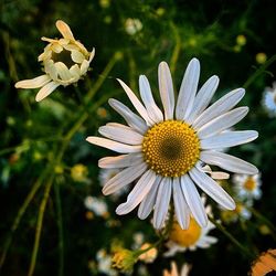 Close-up of white daisy blooming outdoors