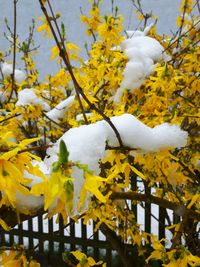 Close-up of yellow flowers blooming on tree