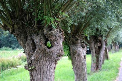 Trees on grassy field