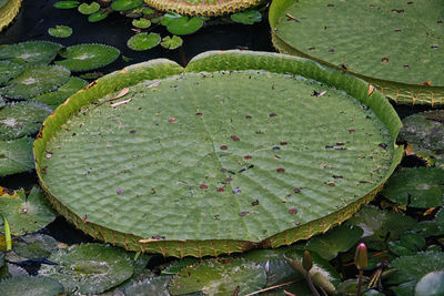 Water lily leaves floating on pond