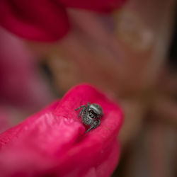 Close-up of hand holding red leaf