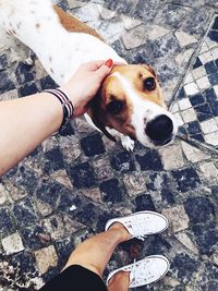 Low section of woman holding dog