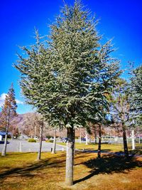 Trees against blue sky