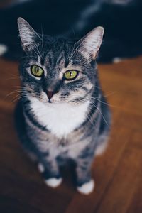 Close-up portrait of cat sitting on hardwood floor