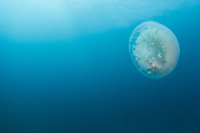 Close-up of jellyfish swimming in sea