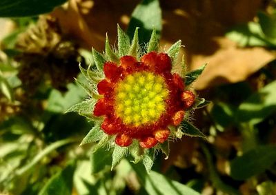 Close-up of red flower