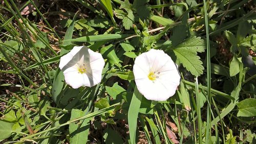 Close-up of white flowers