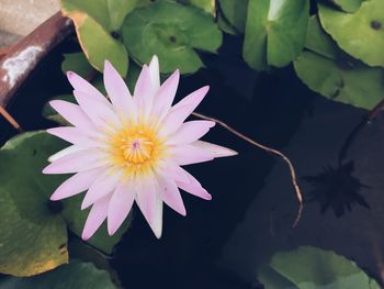 Close-up of water lily blooming outdoors