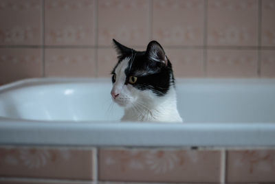 Close-up of cat peeking from bathtub
