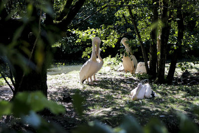 View of birds on land