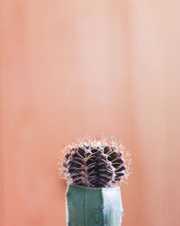 Close-up of cactus