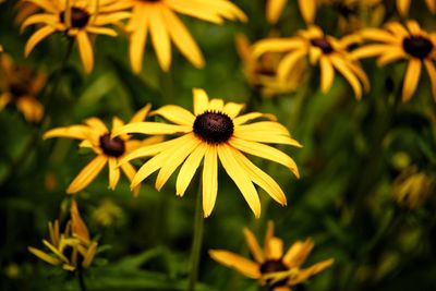 Close-up of yellow flowering plant