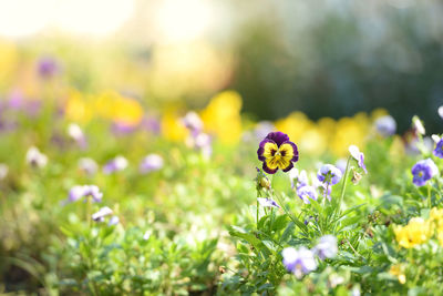 Close-up of yellow flowering plant on field