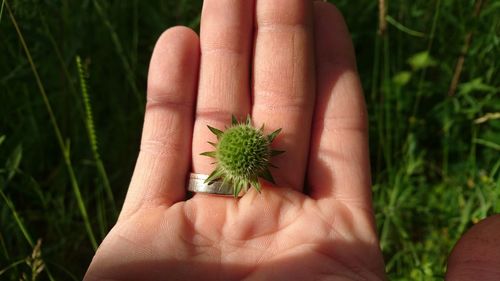 Close-up of hand holding plant