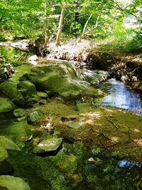 Scenic view of lake in forest