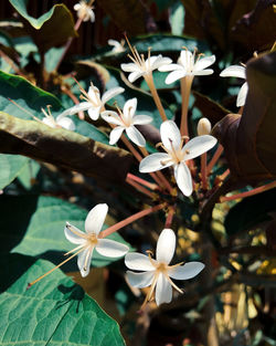 Close-up of white flowering plant