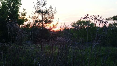 Trees on field at sunset