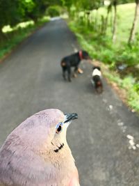 Close-up of pigeons on footpath