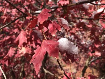 Close-up of pink cherry blossoms in spring