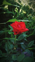 Close-up of red flower