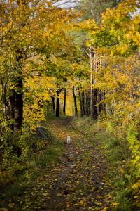 Road amidst trees in forest during autumn