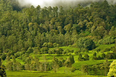 Scenic view of trees growing in forest