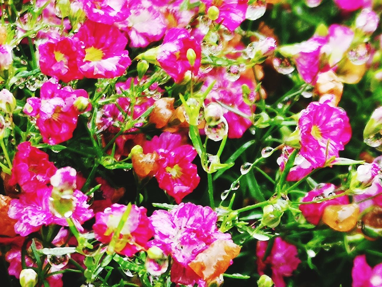 CLOSE-UP OF PINK FLOWERS