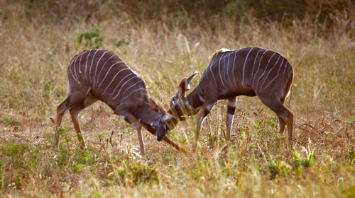 Side view of two birds on land