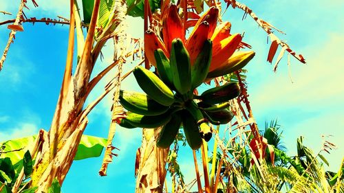 Low angle view of flowering plants on field against sky