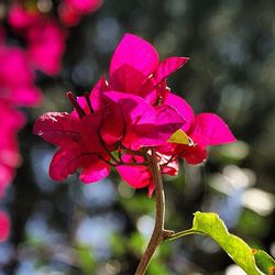 Close-up of pink flowers