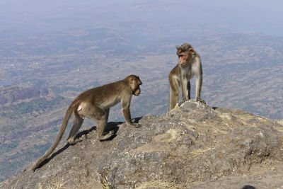 Monkeys on a mountain
