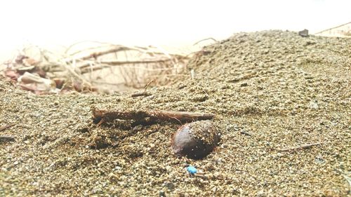 Close-up of crab on beach