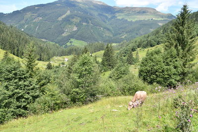 View of sheep on landscape