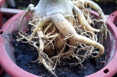 Close-up of crab on plant