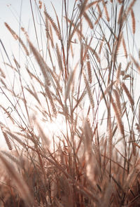 Close-up of stalks in field