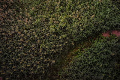 Close up of grass