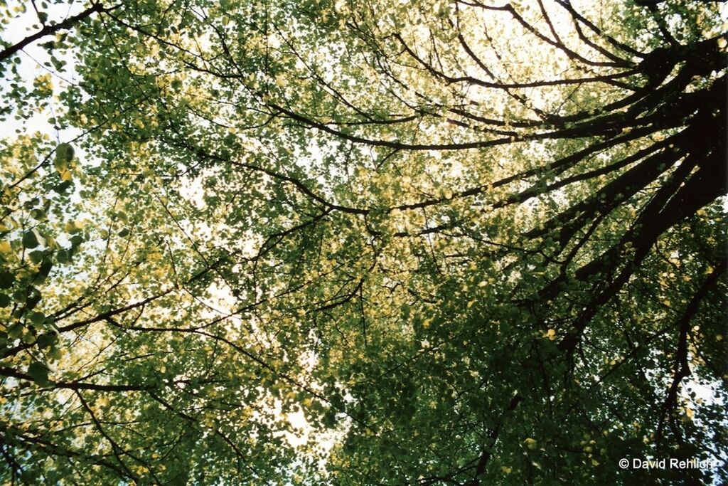 LOW ANGLE VIEW OF TREES AGAINST SKY