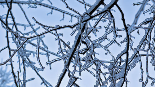 Low angle view of frozen bare tree against sky