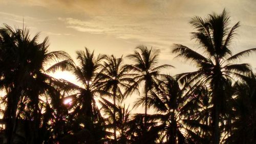 Low angle view of palm trees against sky