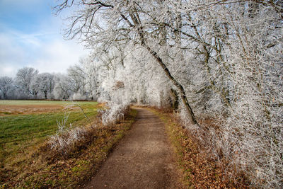 Road amidst trees against sky