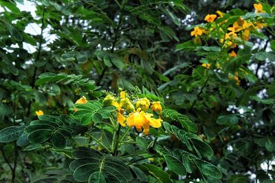 Close-up of yellow flowering plant