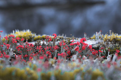 Close-up of red flowering plants